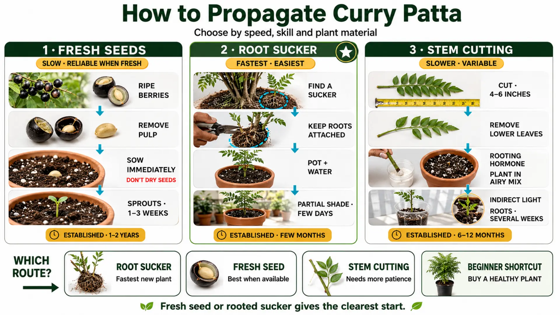 How to Propagate Curry Patta
